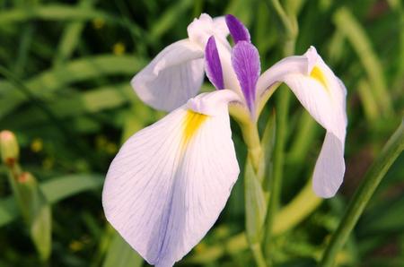 2012-7-11八紘学園菖蒲 036.jpg